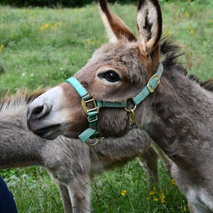 Meet your Posher, Haley